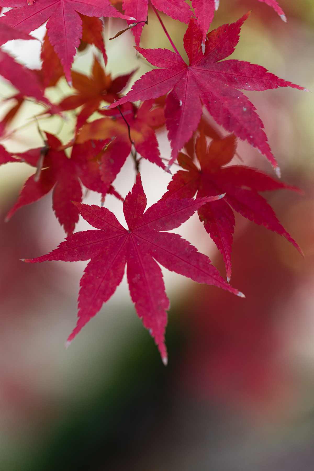 Acer palmatum Bloodgood