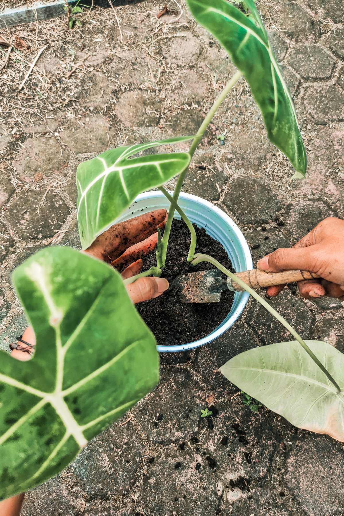 Planting Alocasia Frydek in a pot.