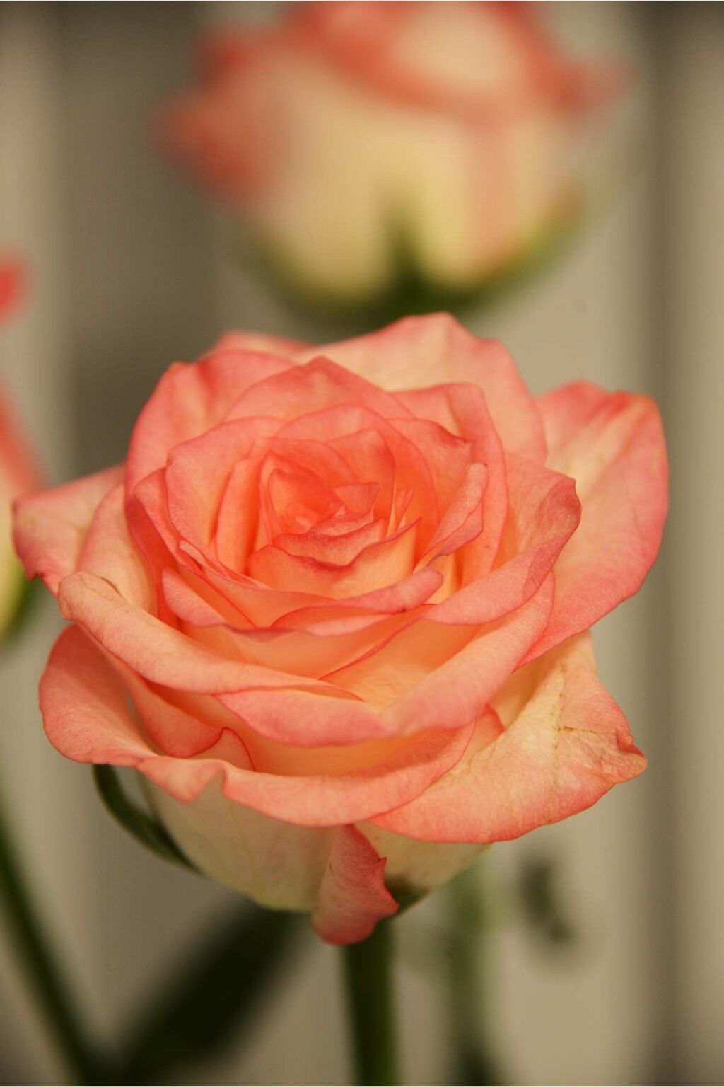 Unveiling the Best Roses for Shade Gardens Home And Hues