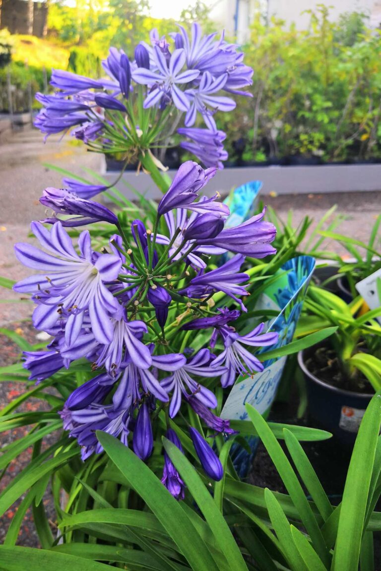 Growing Camassia Leichtlinii: Tips and Tricks for Cultivating this Striking Native Plant