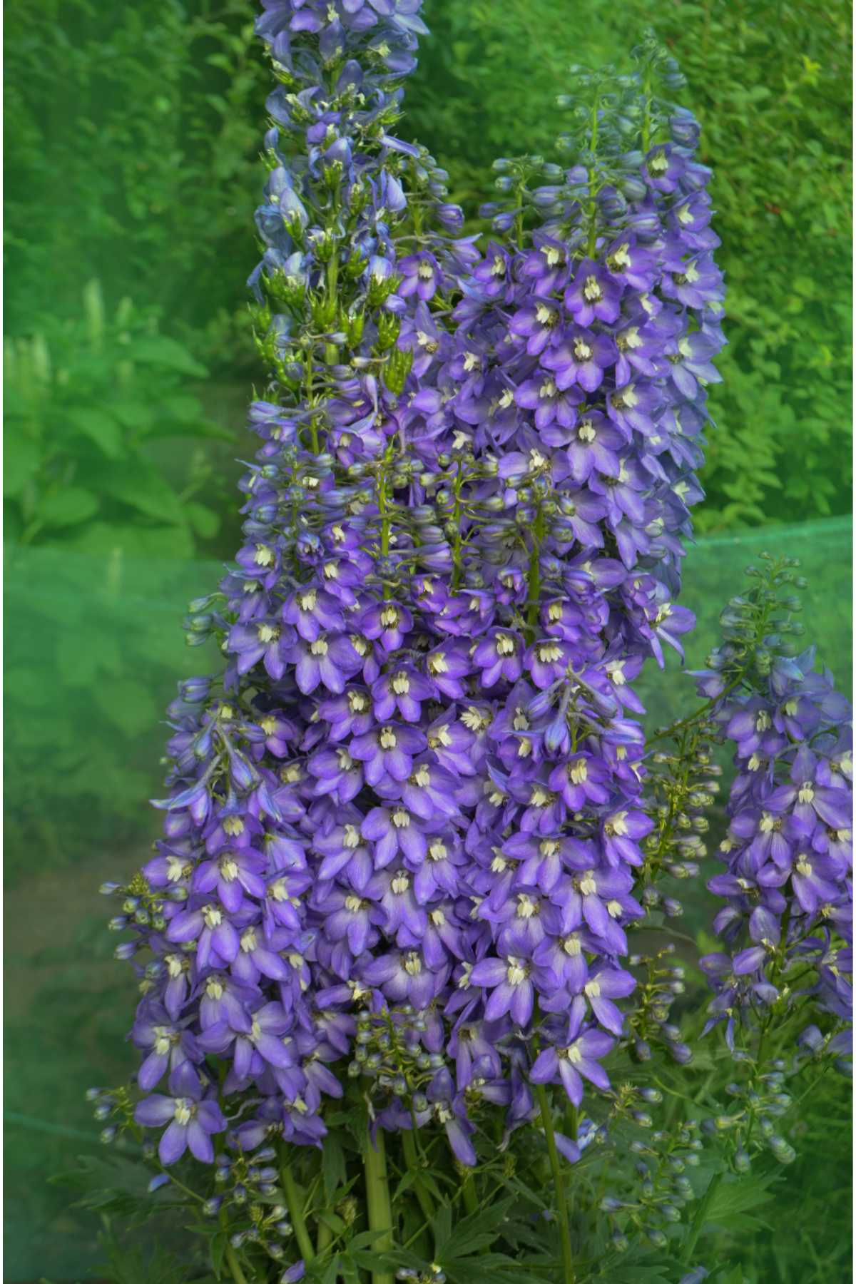  Delphinium Magic Fountain