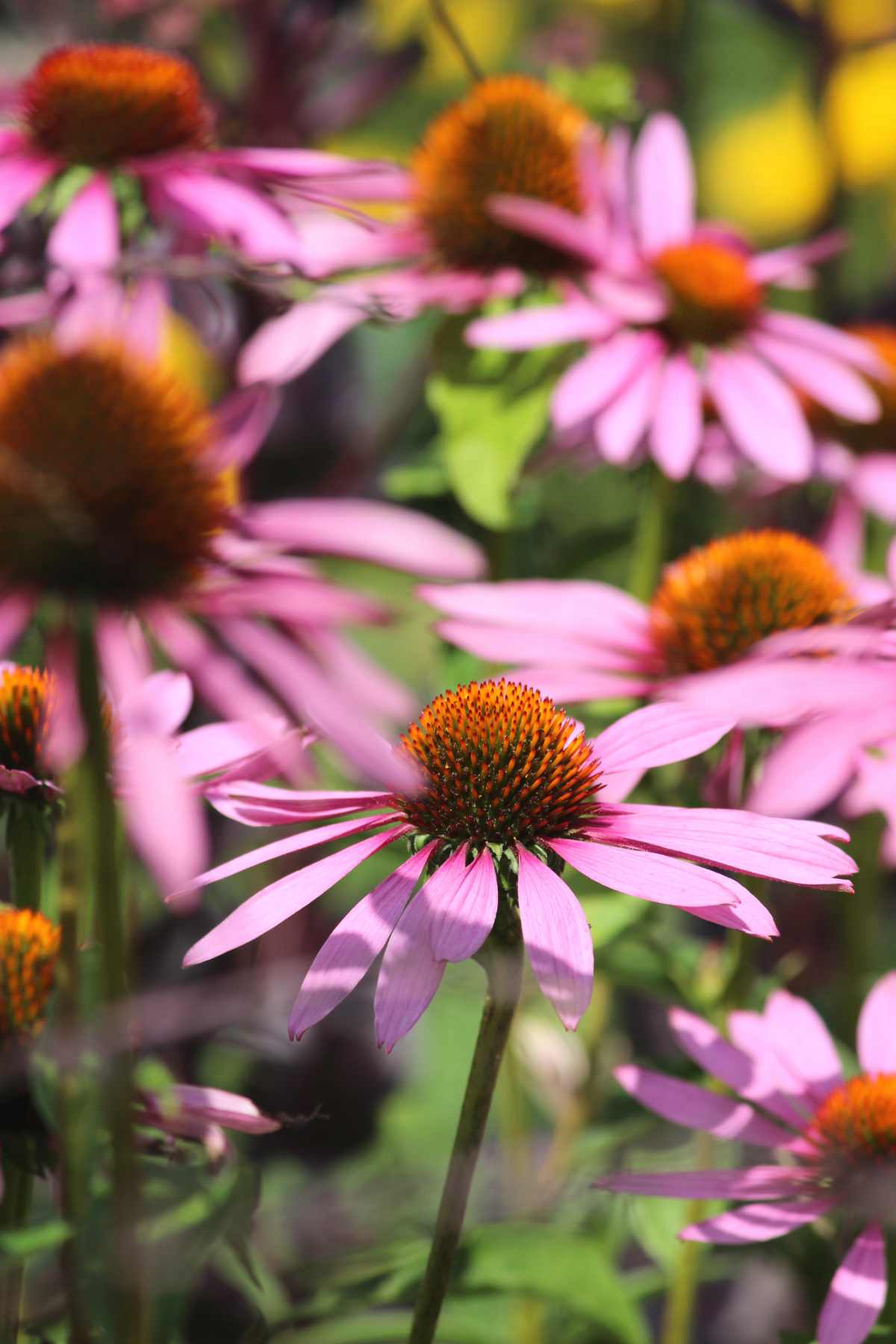 Echinacea purpurea Magnus