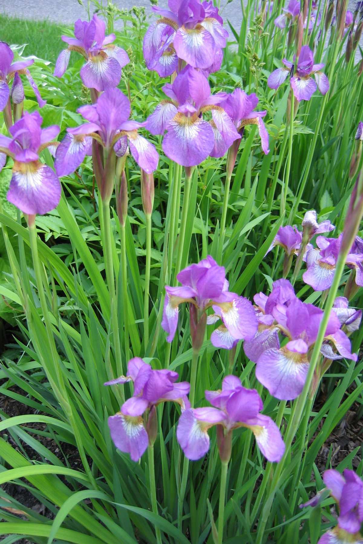 Elegant Irises