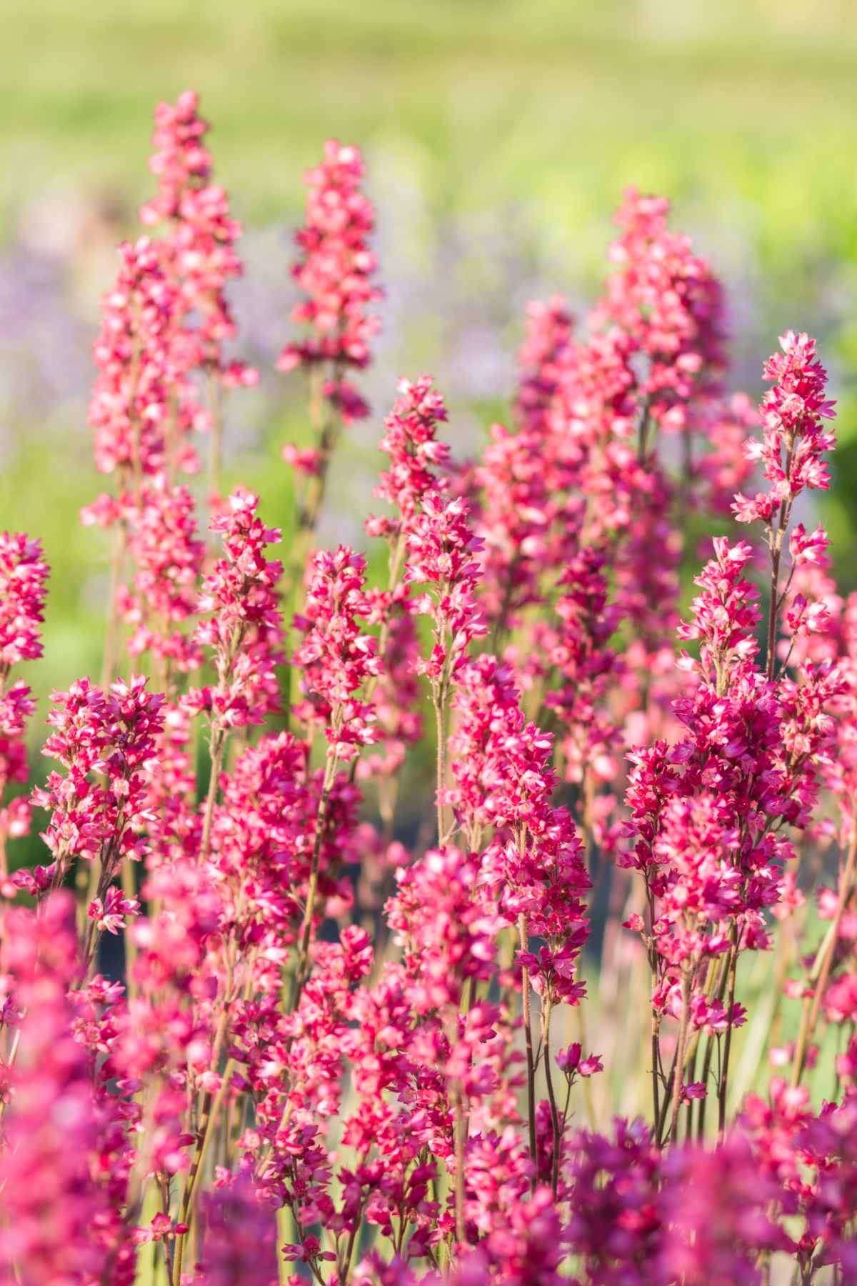 Heuchera Palace Purple