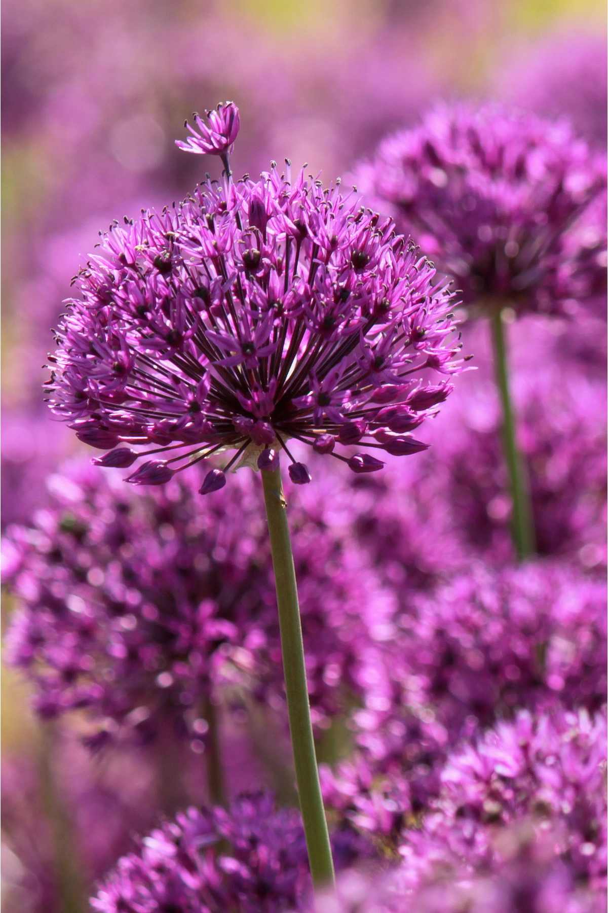 Majestic Alliums