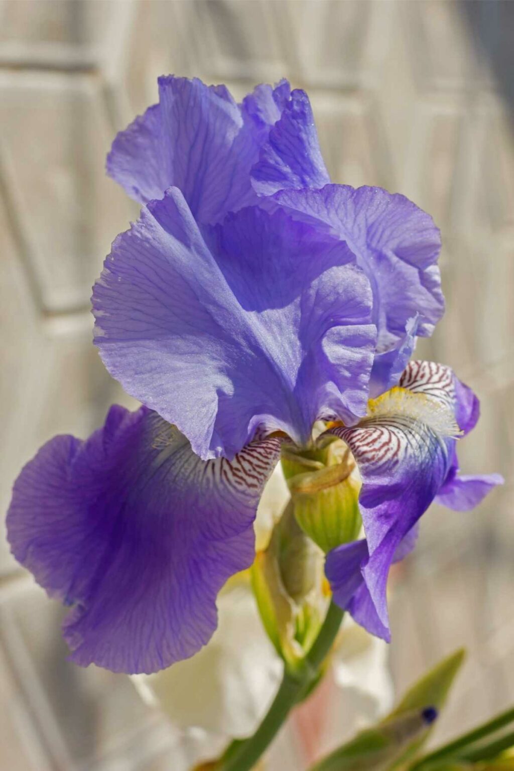 Types of Purple Perennial Flowers for Every Garden Home And Hues