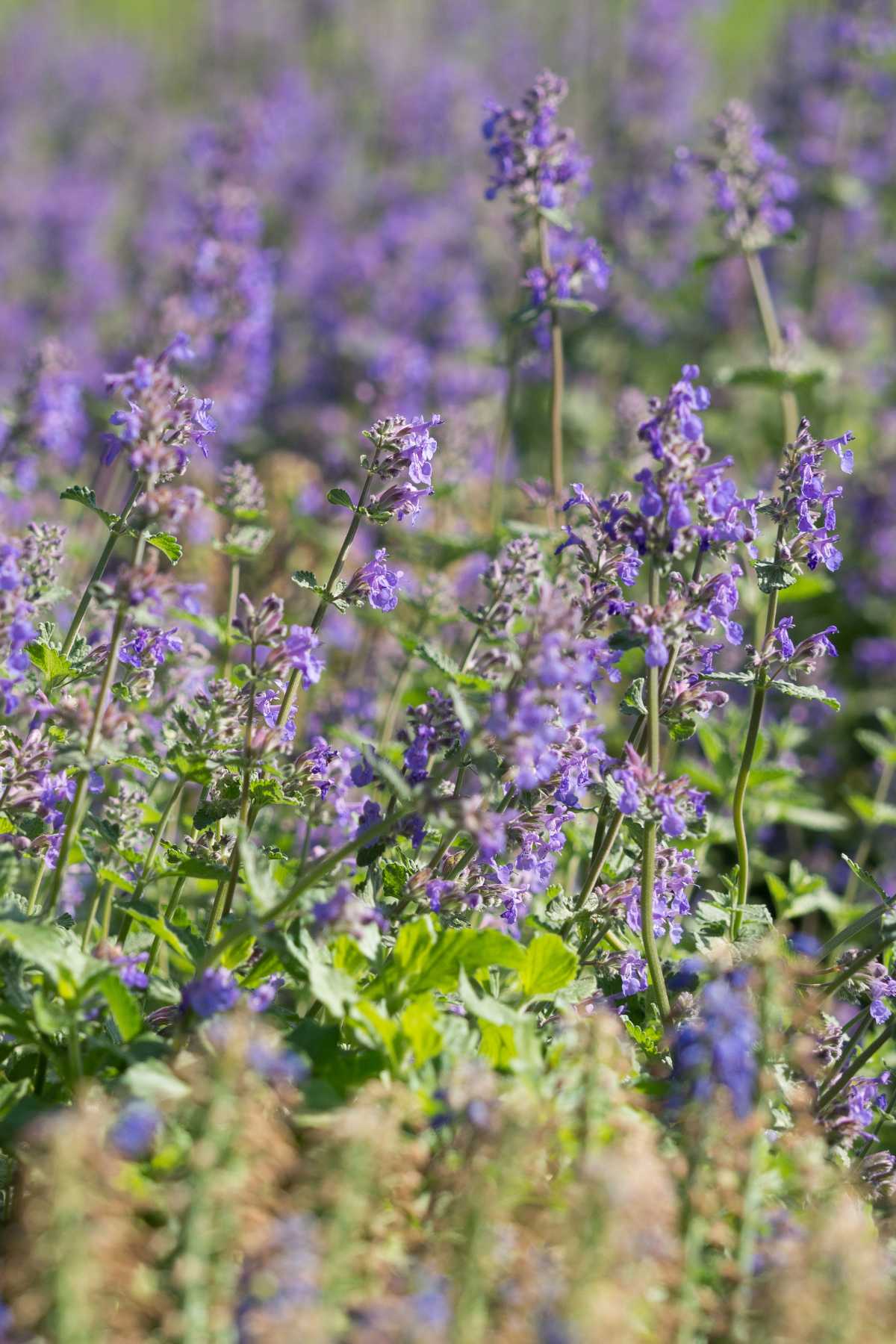 Soothing Catmint 