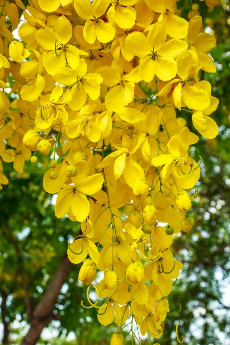 Elevate Your Garden with Yellow Perennial Flowers