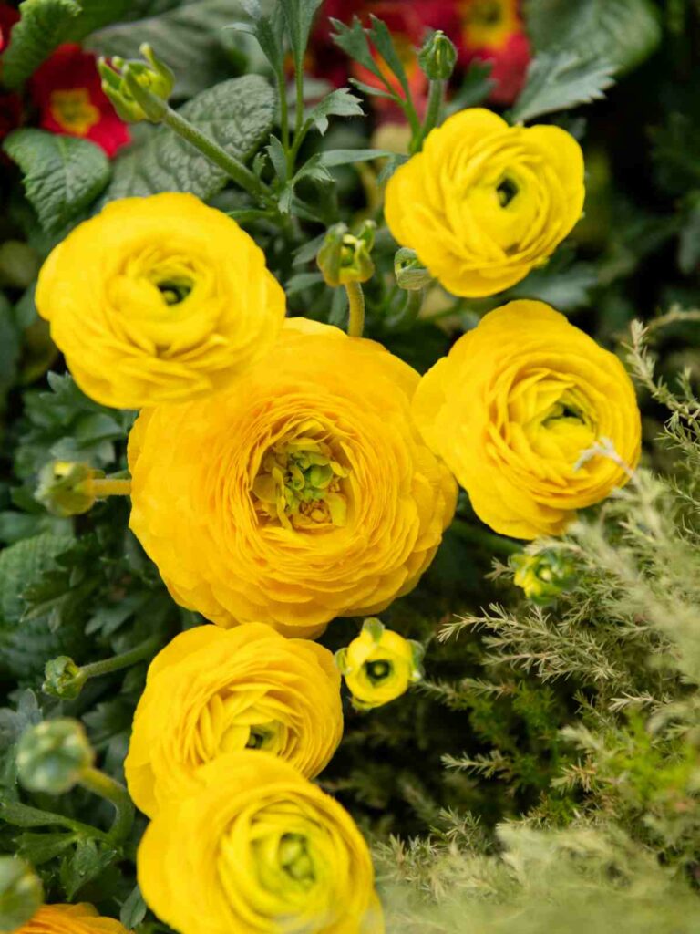 Perennials With Yellow Flowers That Will Brighten Your Garden