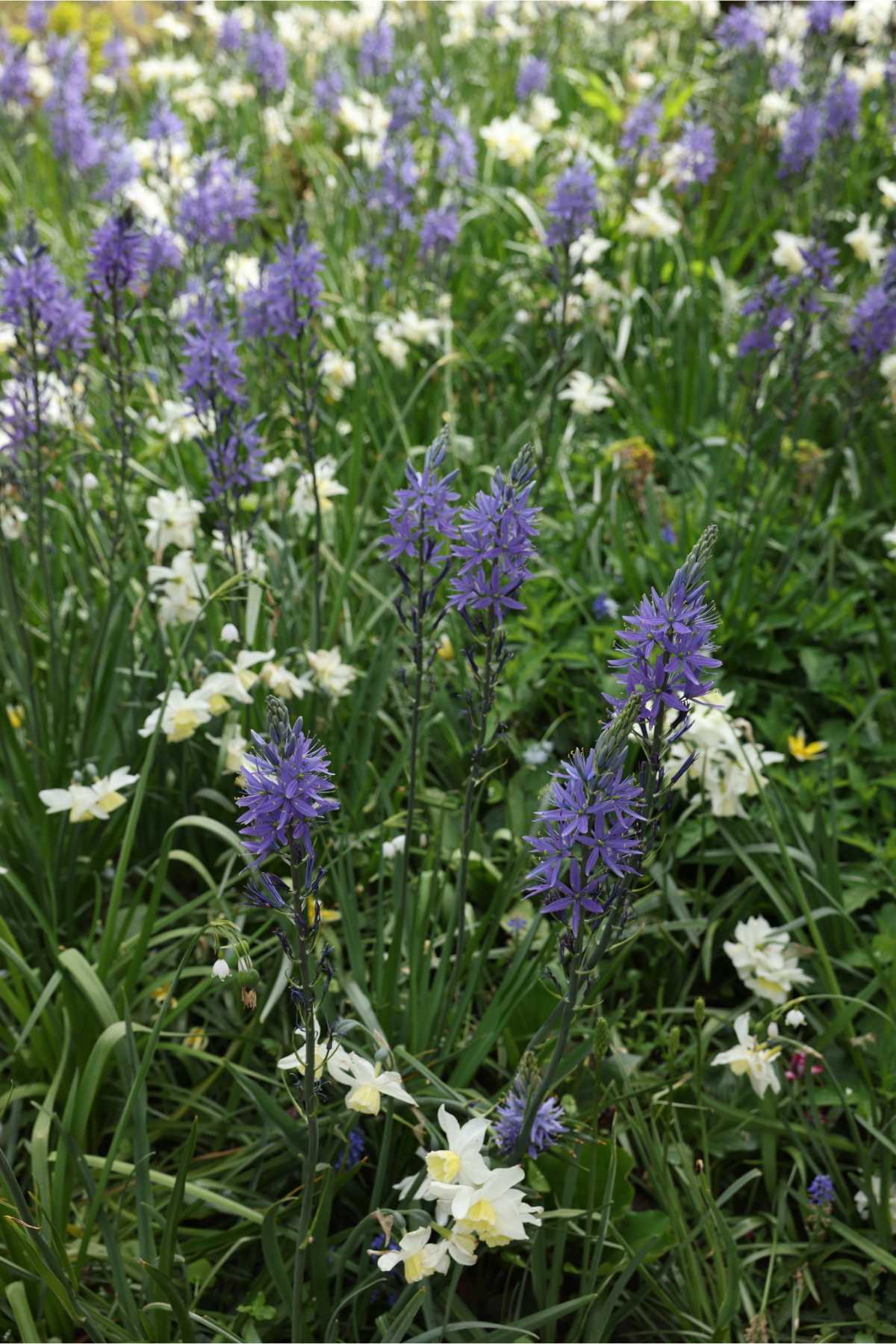 growth of Camassia Leichtlinii