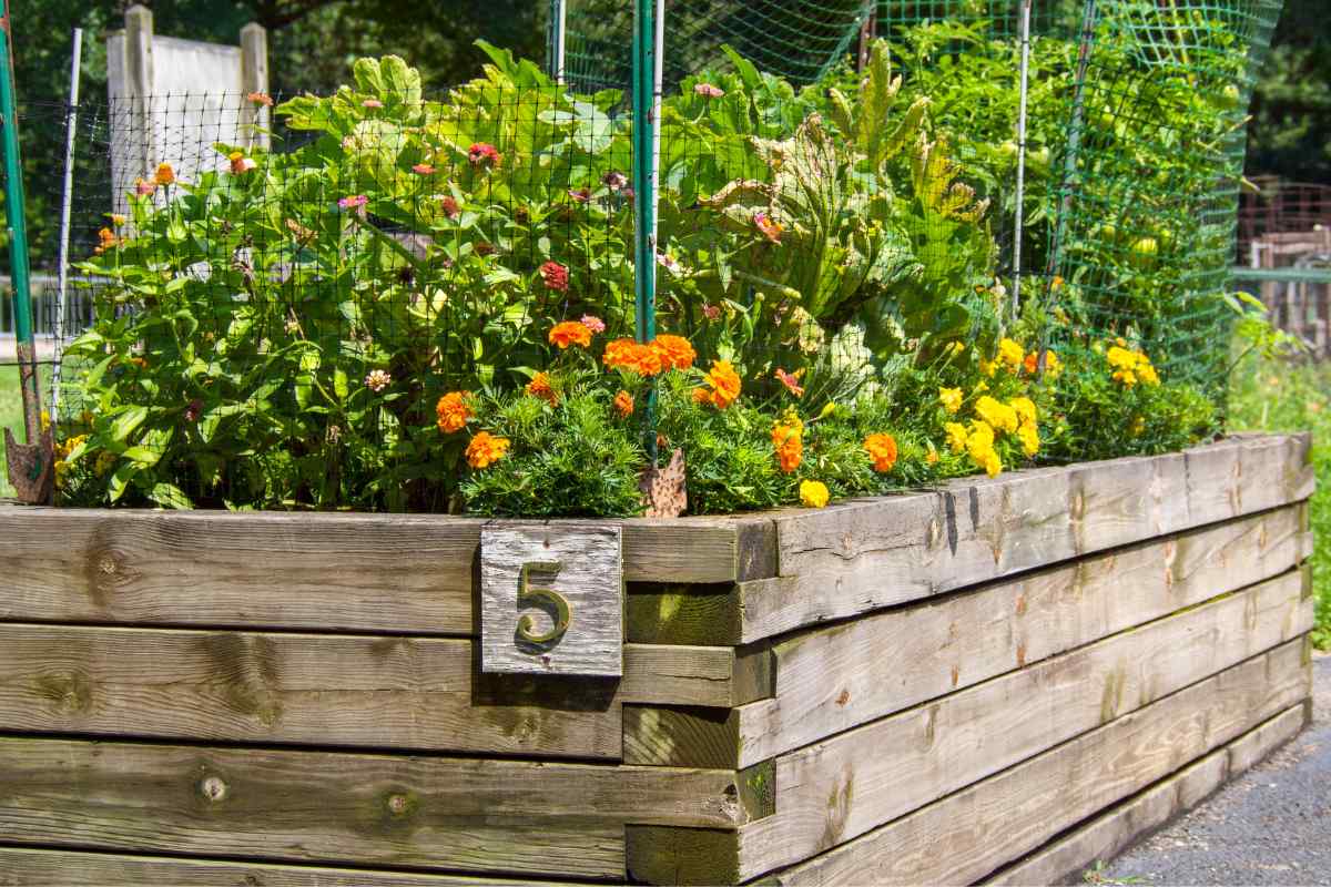 Image showing pine wood raised bed