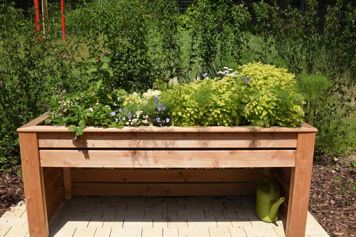 Image showing raised beds from Douglas Fir