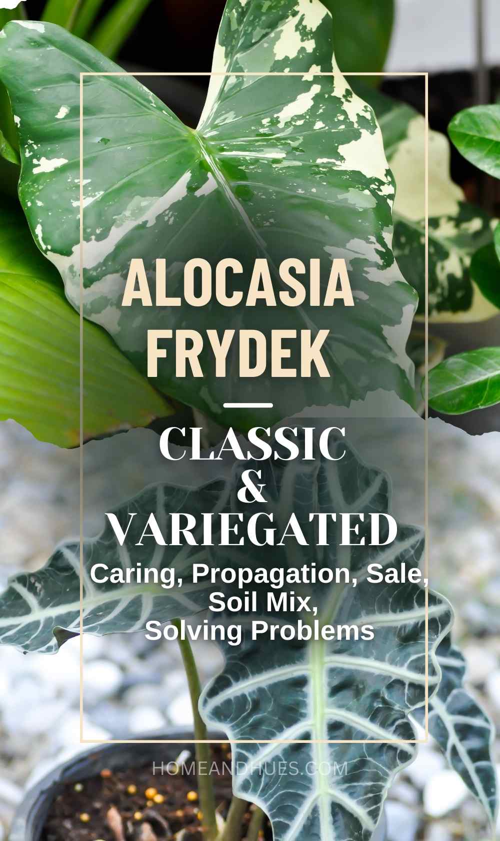 Essential tips for Alocasia Frydek care, including advice for the stunning Alocasia Frydek Variegated. Learn how to maintain the perfect environment for your Frydek plant, ensuring its striking variegata patterns thrive. This guide simplifies plant care, like water, light and soil requirements, making it easy to keep your Alocasia healthy and vibrant. Perfect for beginners and seasoned plant enthusiasts alike.