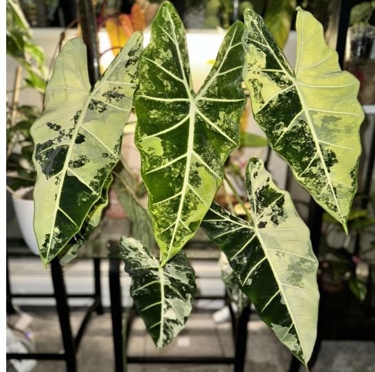 Alocasia Frydek Variegated