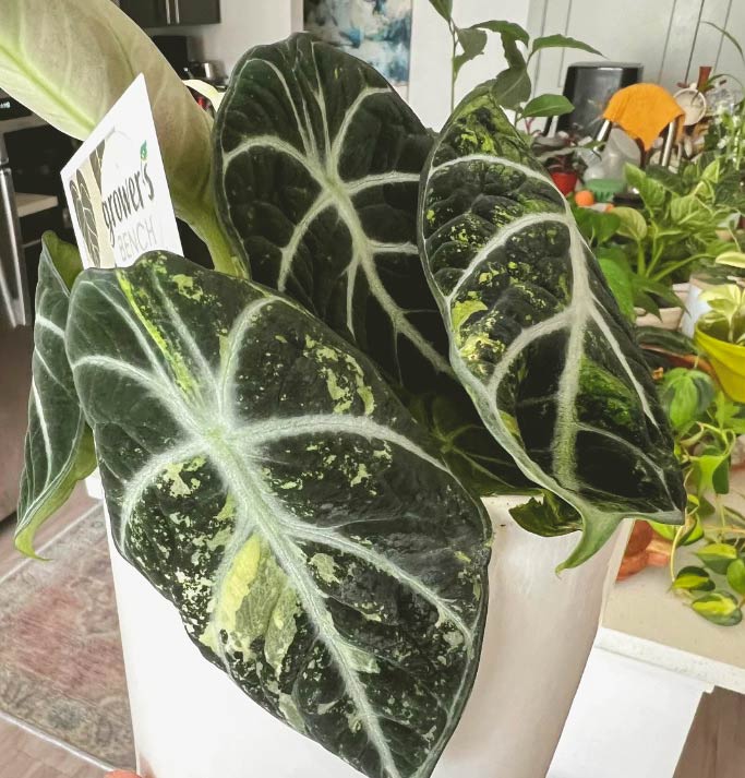  Alocasia Frydek Variegated Plant in a small pot.