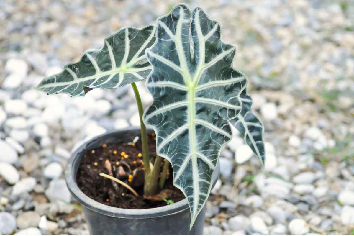Alocasia Frydek plant small pot