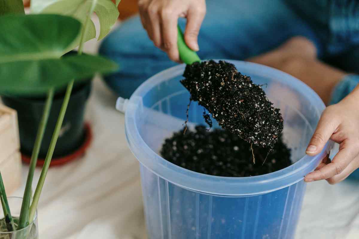 Mixing soil for alocacia frydek plant.