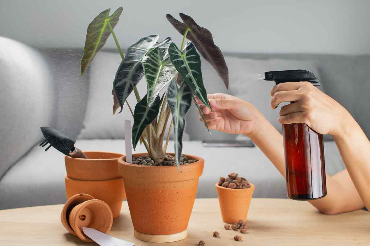 watering and mist for Alocasia Frydek plant