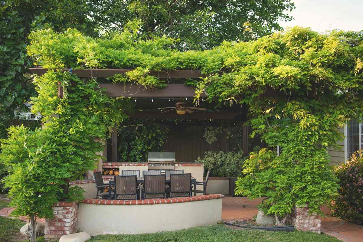 rustic green pergola roof with plants