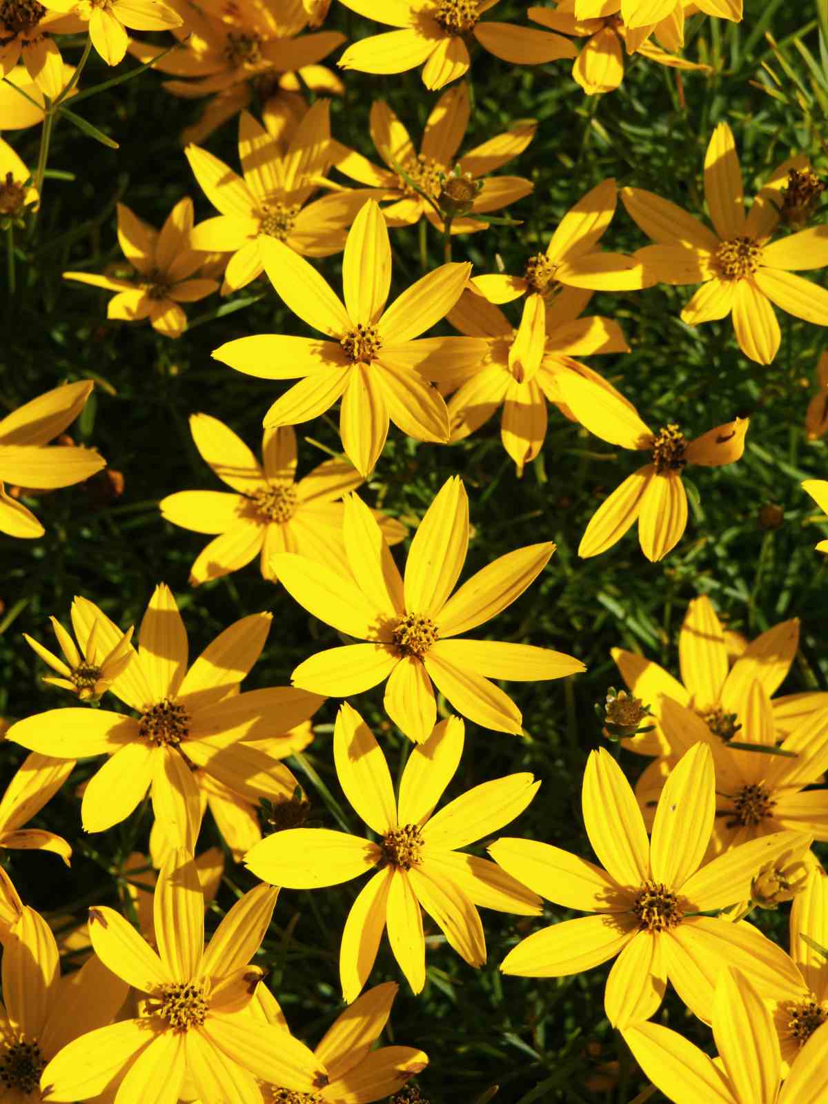 Coreopsis verticillata Perennial With Yellow Flowers