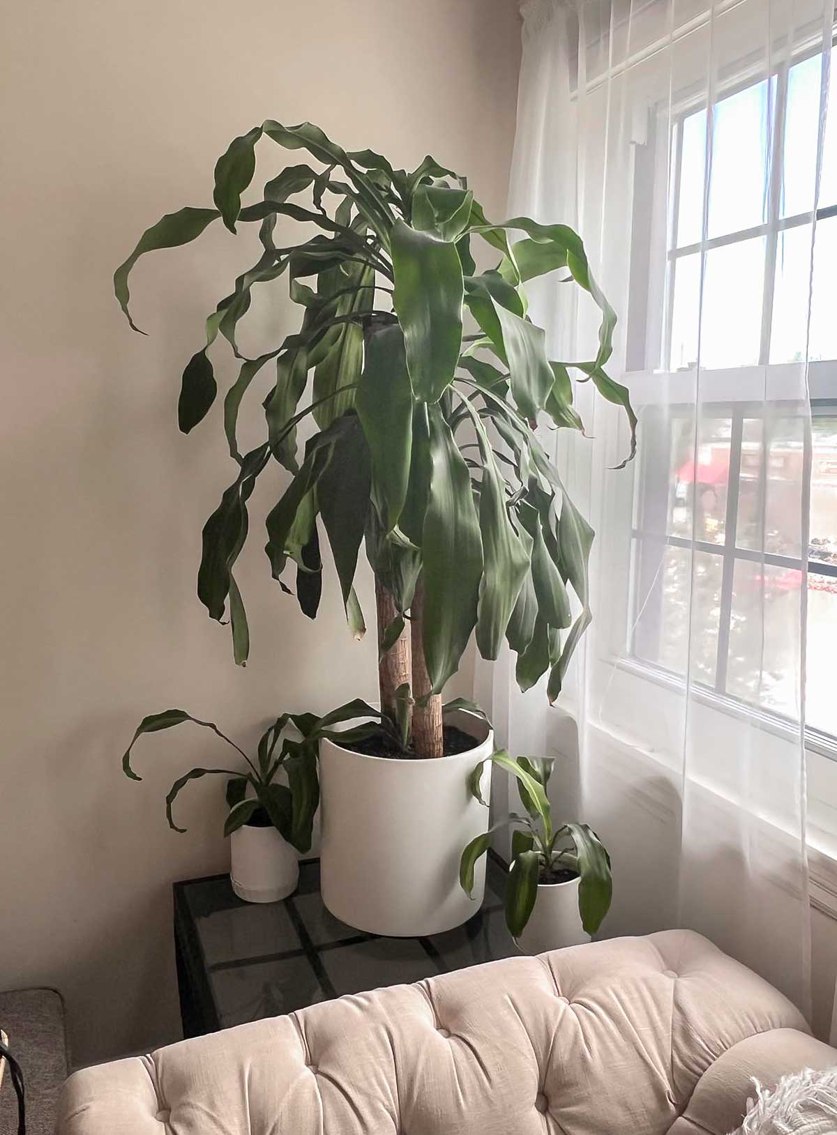 Dracaena Fragrans low light house tree plant