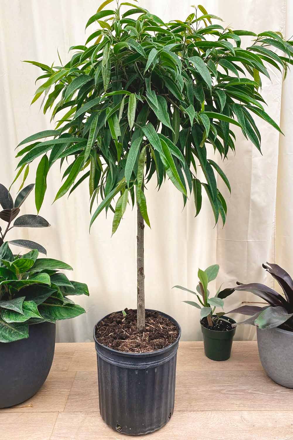 Ficus Maclellandii ‘Alii’