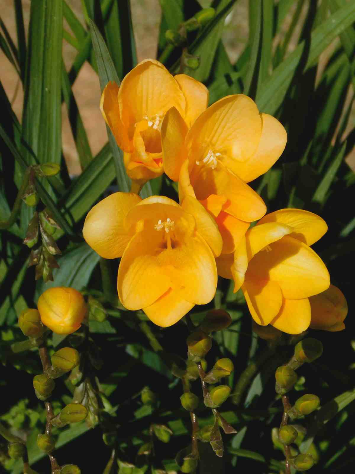 Freesia (Freesia 'Golden Yellow') Perennial Flower
