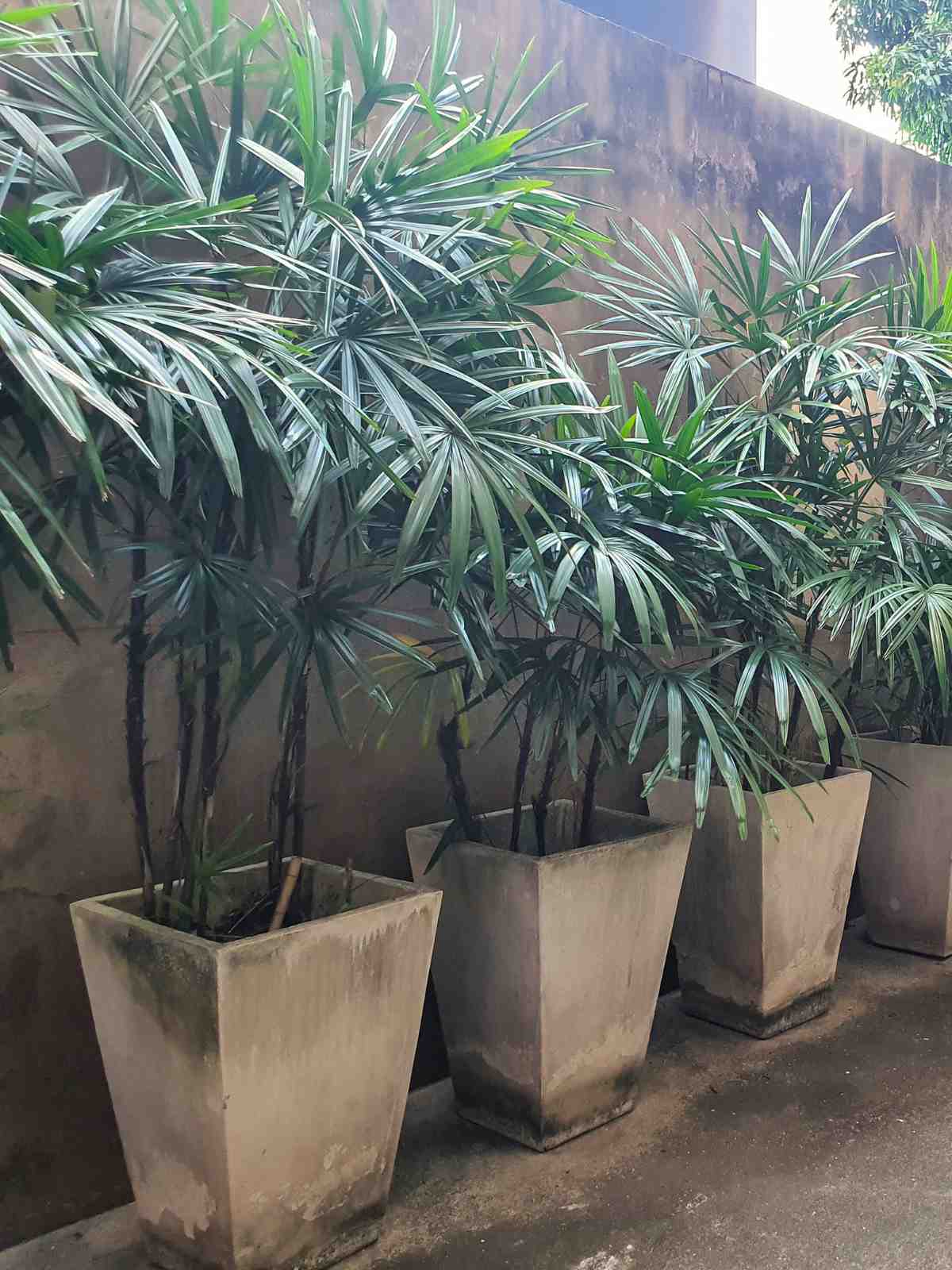 Lady Palm, Rhapis Excelsa