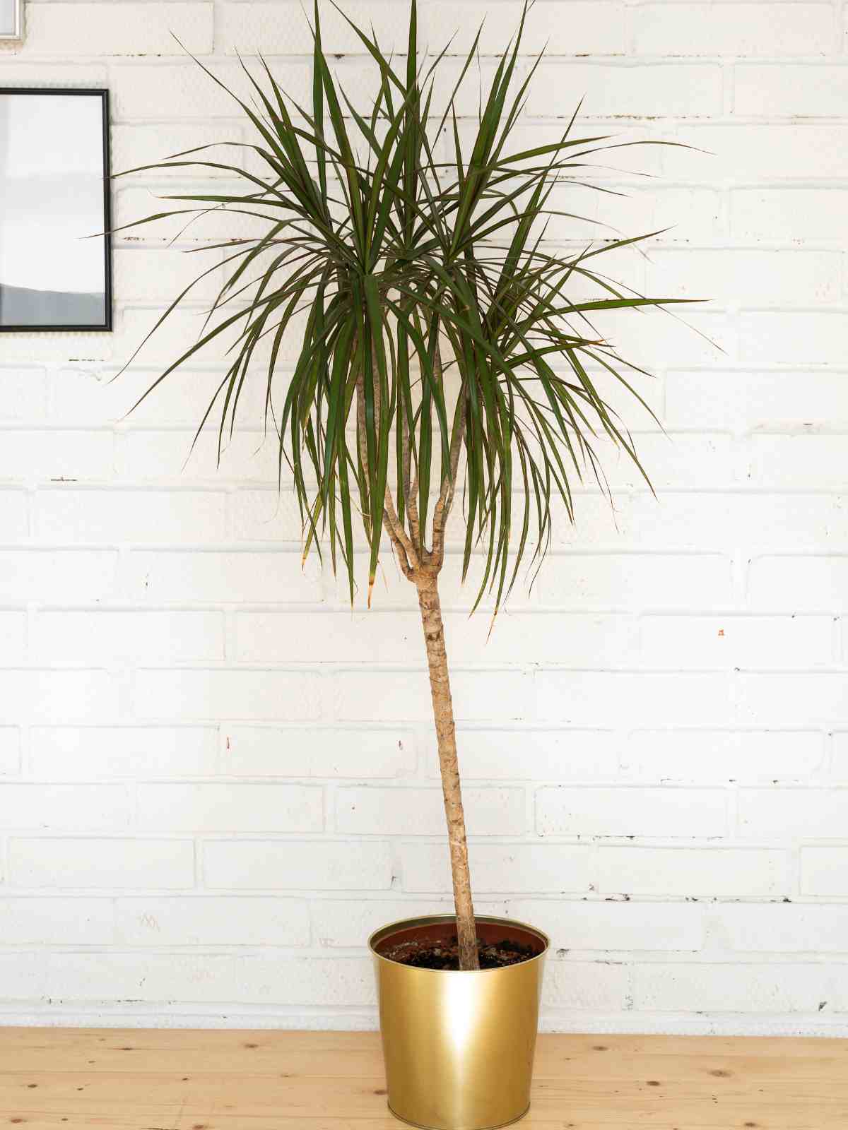 Madagascar Dragon Tree (Dracaena Marginata) low light tree indoor.