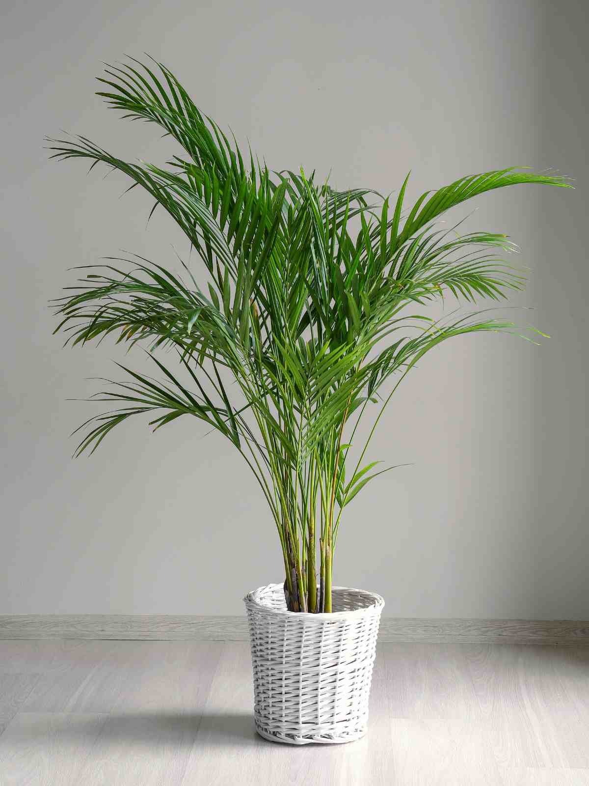 Parlor Palm (Chamaedorea elegans) low light requirements