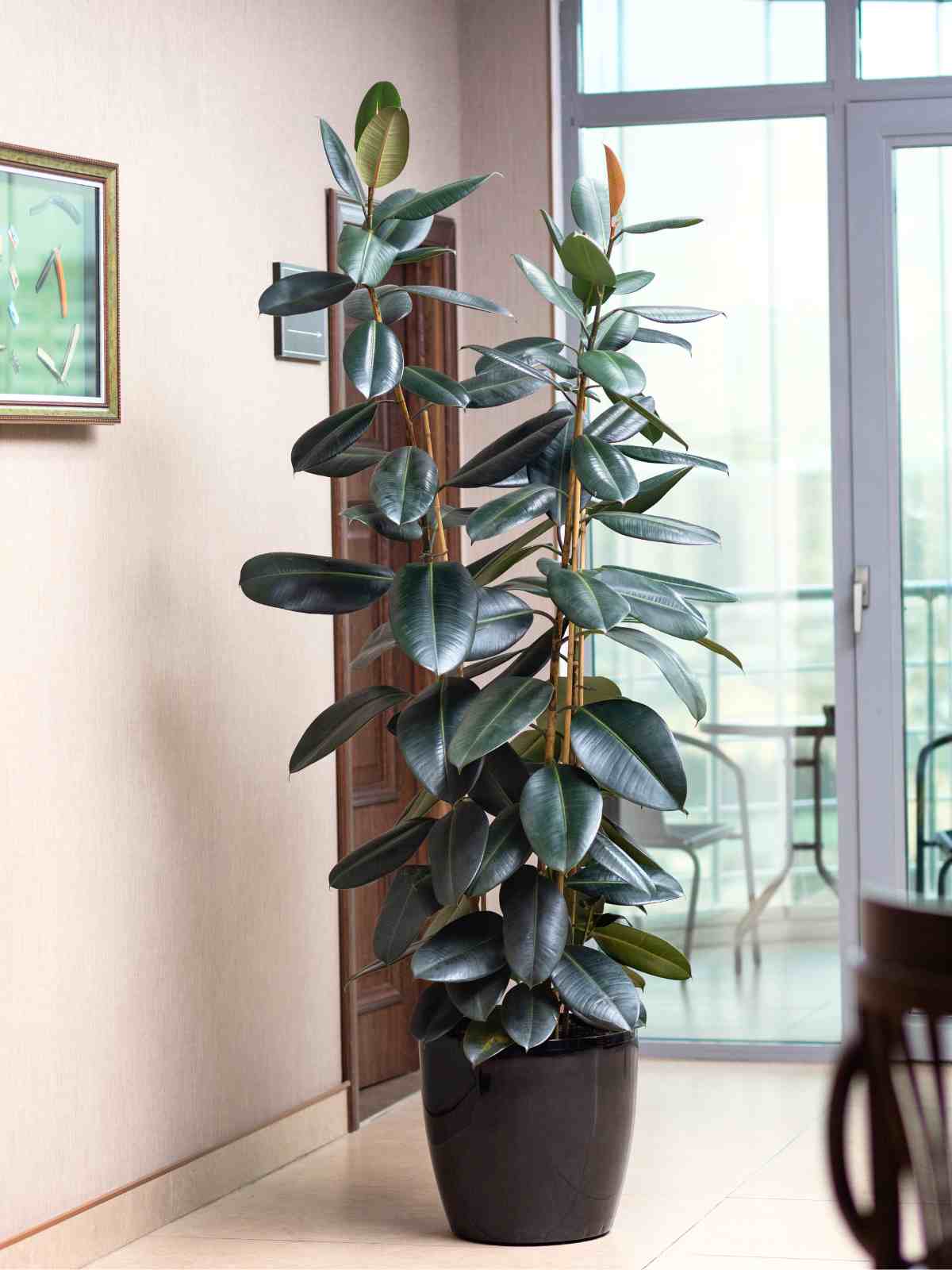 Large Tall Rubber Tree (Ficus elastica)