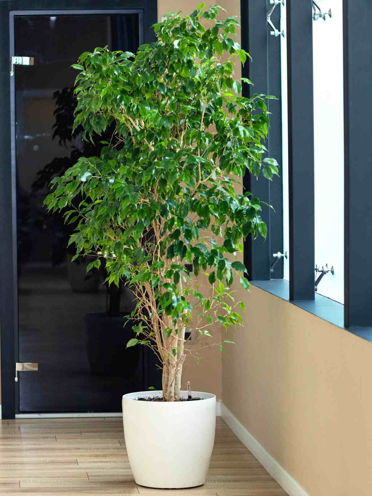 Wintergreen Weeping Fig Tree (Ficus Benjamina 'Wintergreen') Indoor Tree