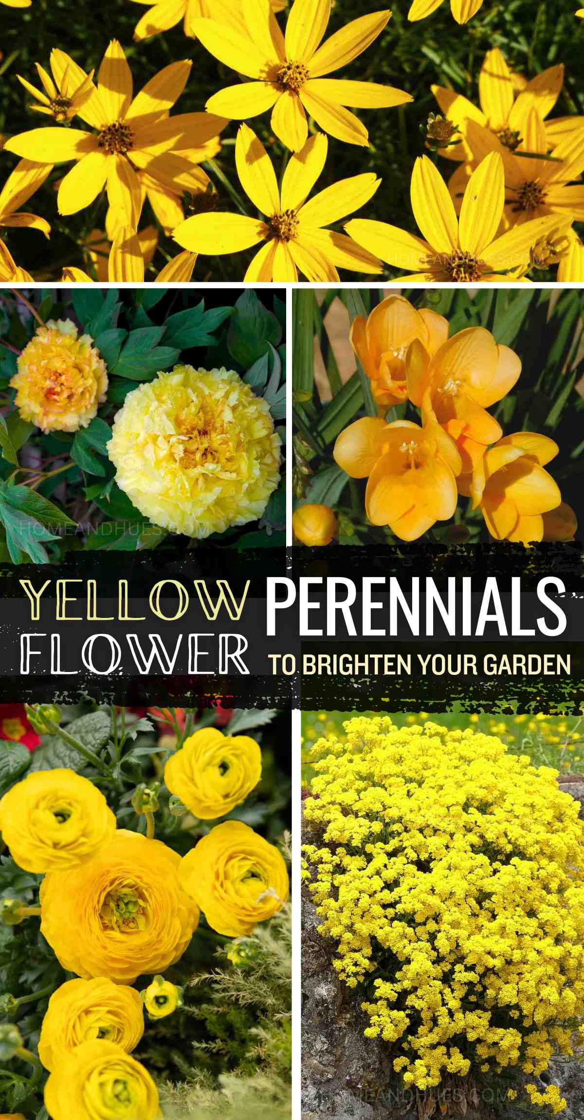 Stunning Perennials With Yellow Flowers. Perfect for your Front Yard, or garden , these yellow perennial flowers come in both tall and small varieties, adding a cheerful touch to any space. These plants bloom beautifully in the summer, creating a vibrant view. Explore the best options to make your garden stand out all season long.
