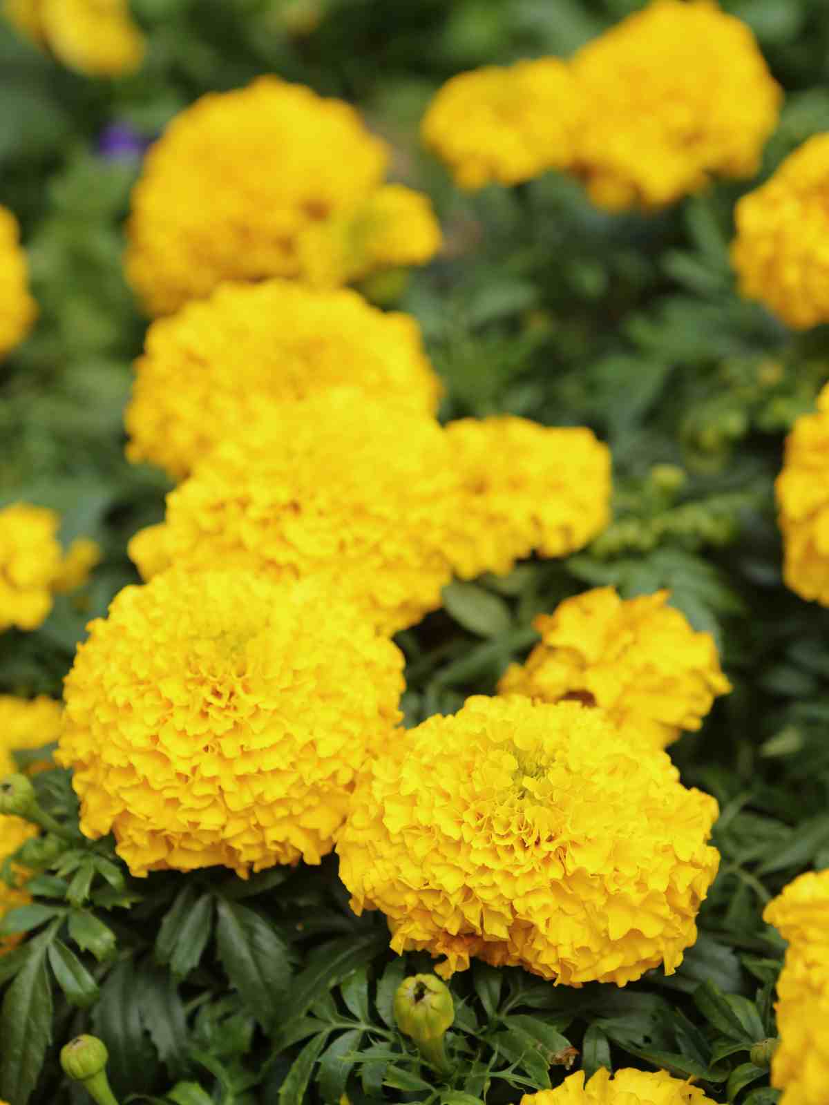 Yellow Giant Marigold (Tagetes erecta)