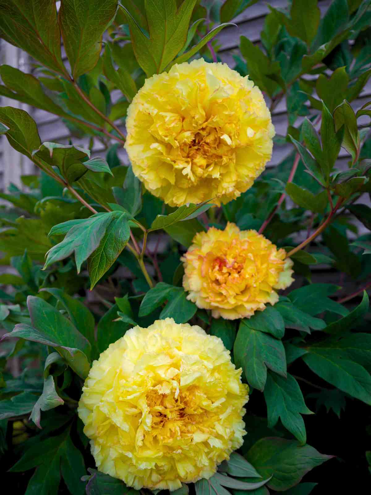 Yellow Peony (Paeonia 'Bartzella') yellow perennial flower