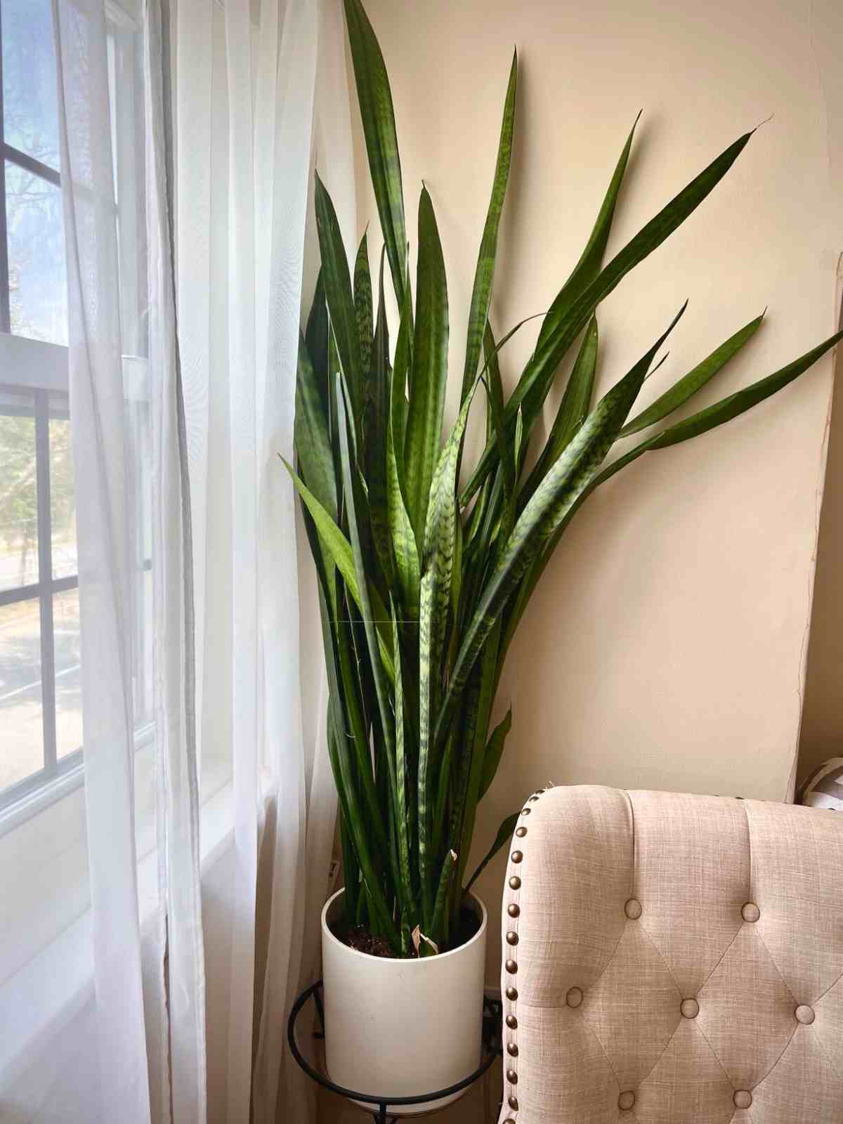 indoor low light Snake Plant Sansevieria trifasciata