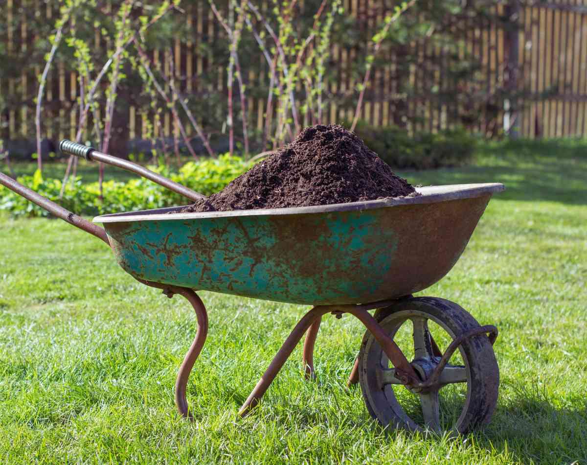 soil improver for lawn