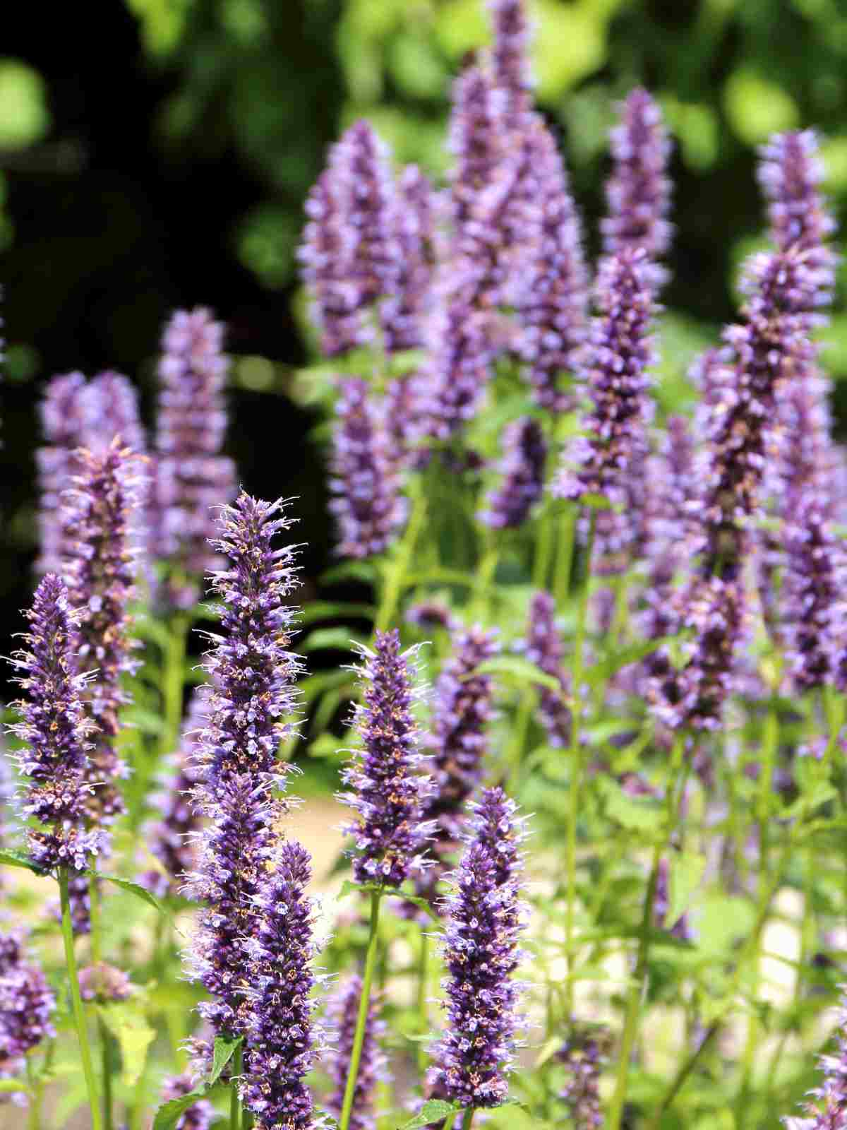 Agastache (Hyssop)