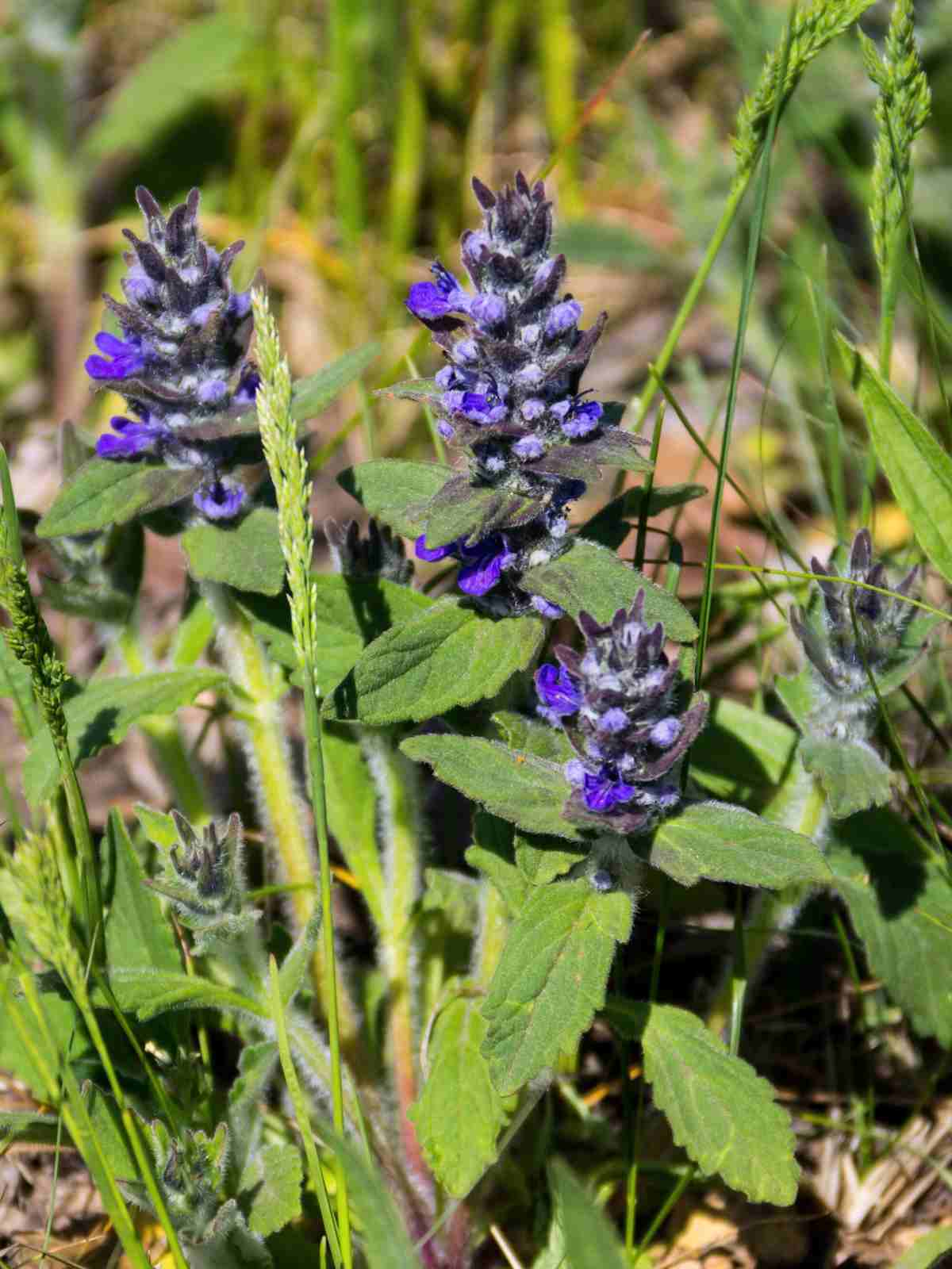 Ajuga (Bugleweed) Perennial Ground Cover Purple Flowers