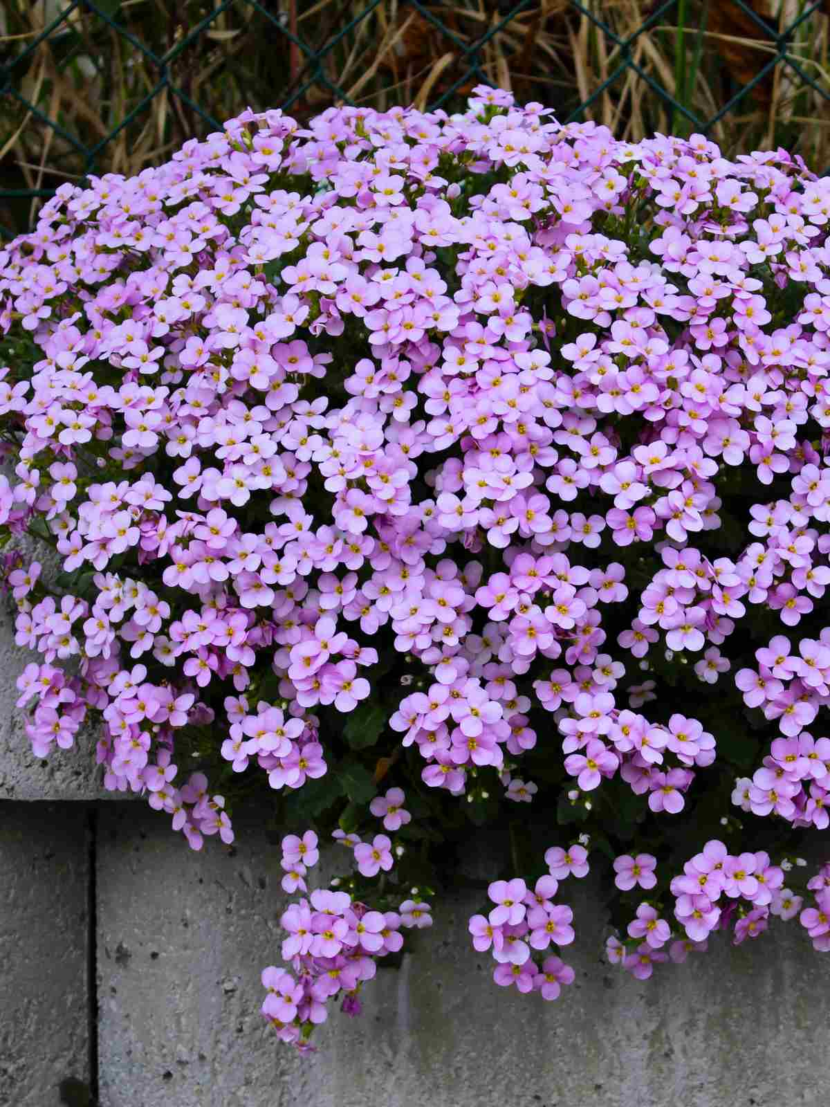 Aubrieta  small purple perennial flowers