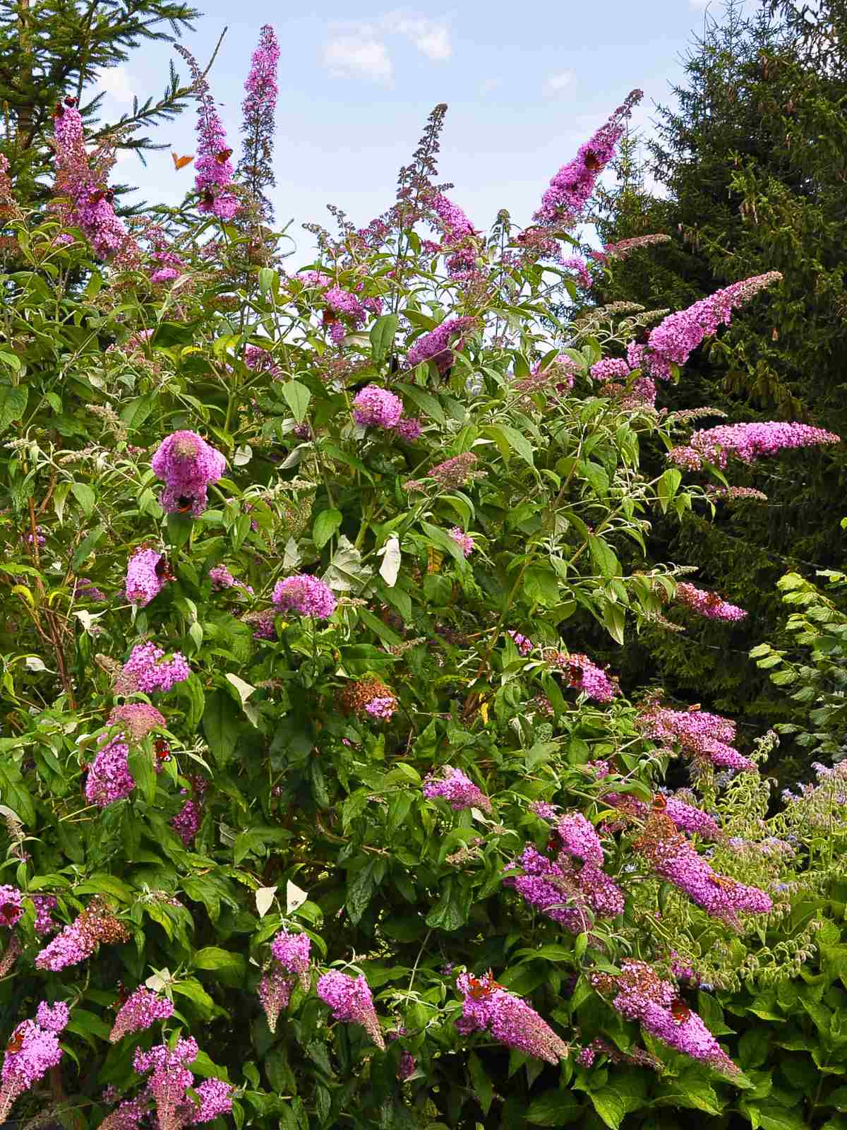 Buddleia (Butterfly Bush) purple perennial plant