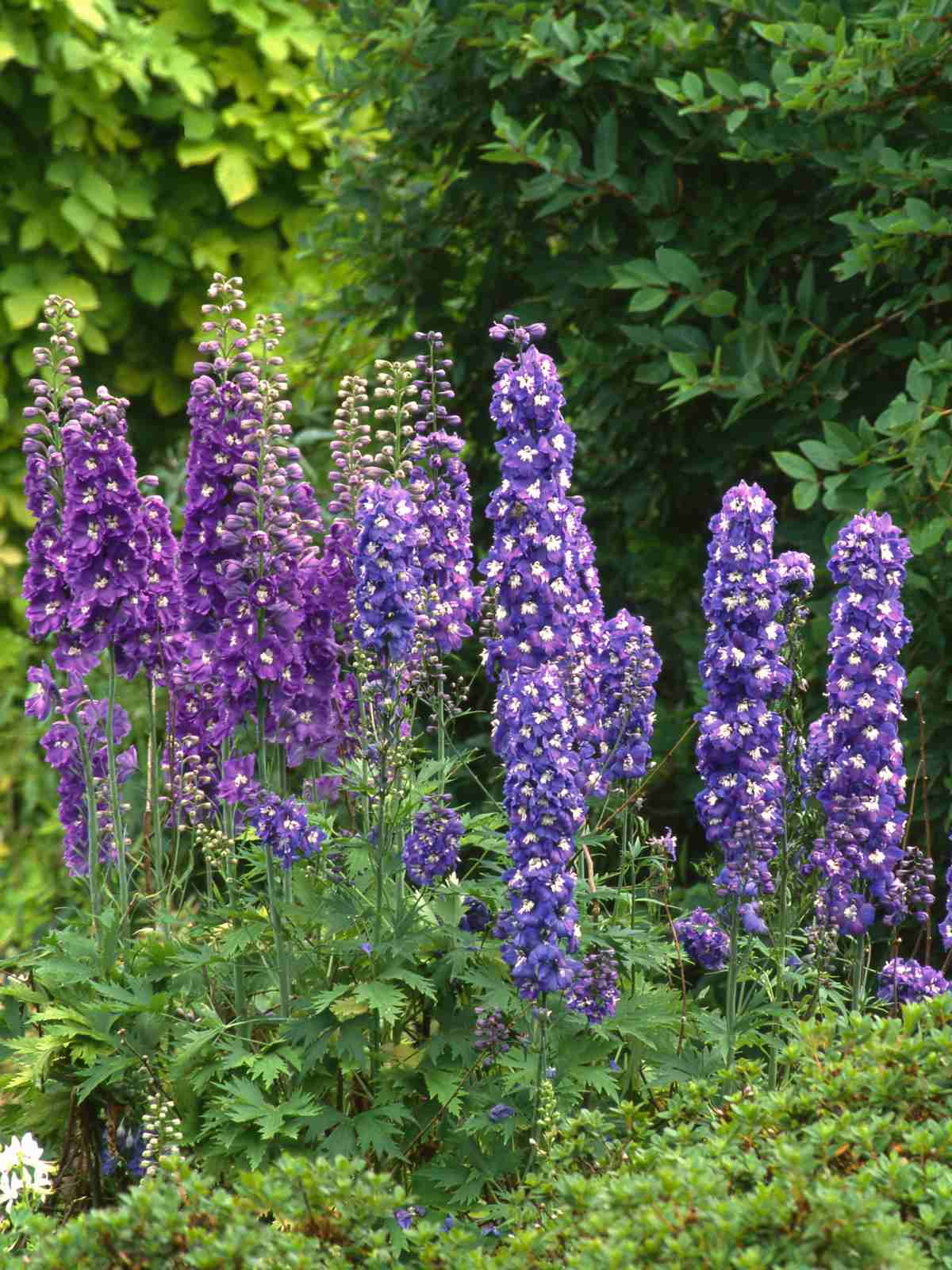 Delphinium purple perennial flowers