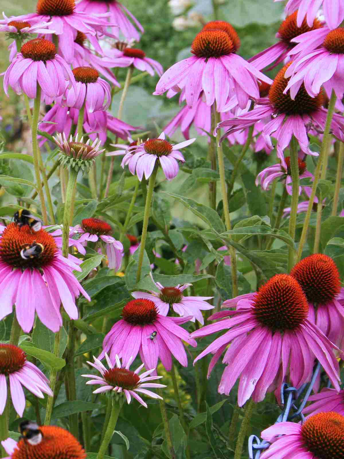 Echinacea (Coneflower) purple