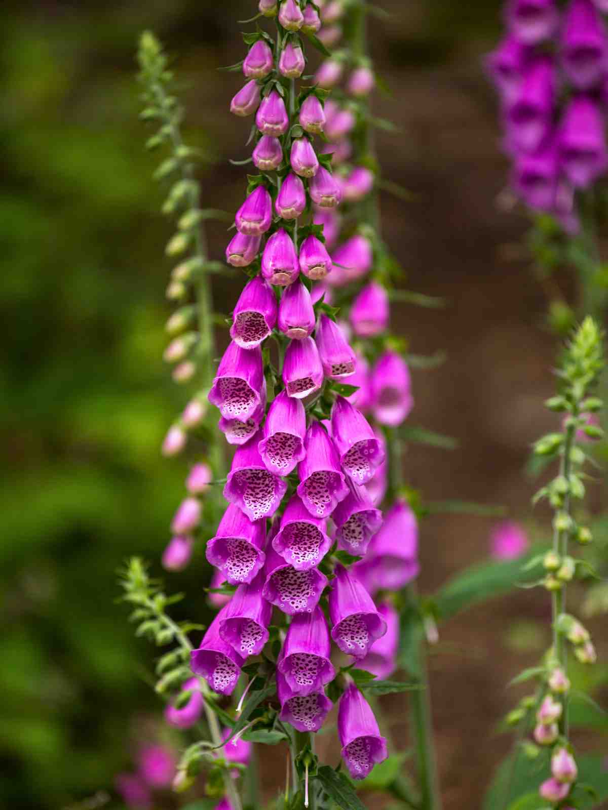 Foxglove purple perennial flower