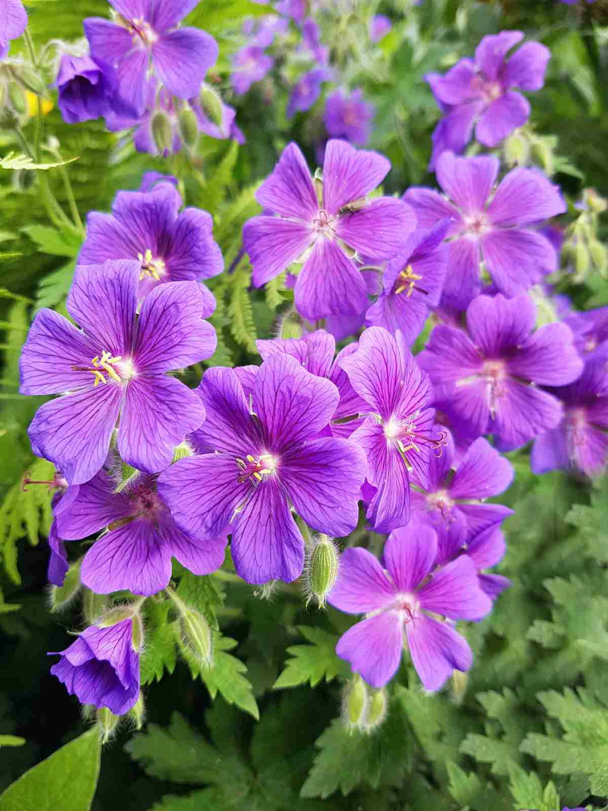 Geranium (Cranesbill) small perennial flowers