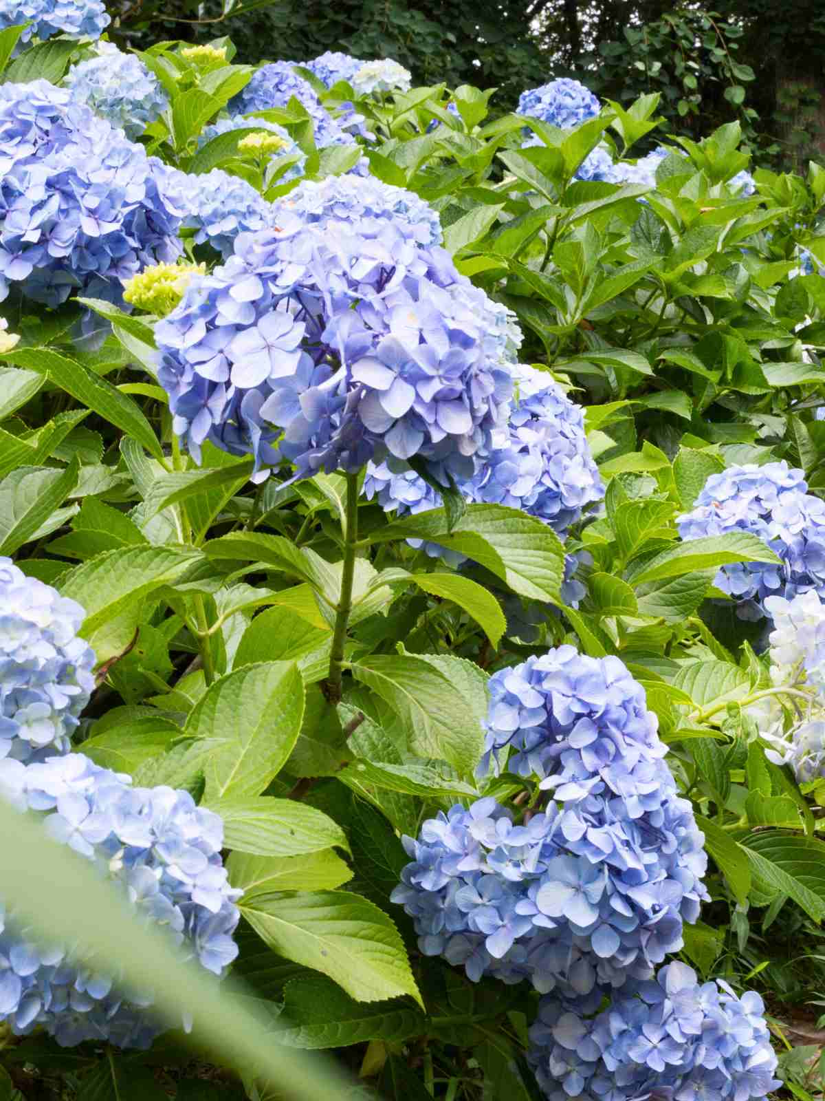 Hydrangea purple perennial bush