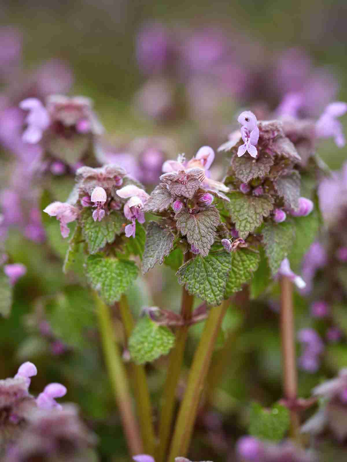 Lamium (Deadnettle) Perennial Ground Cover Purple Flowers