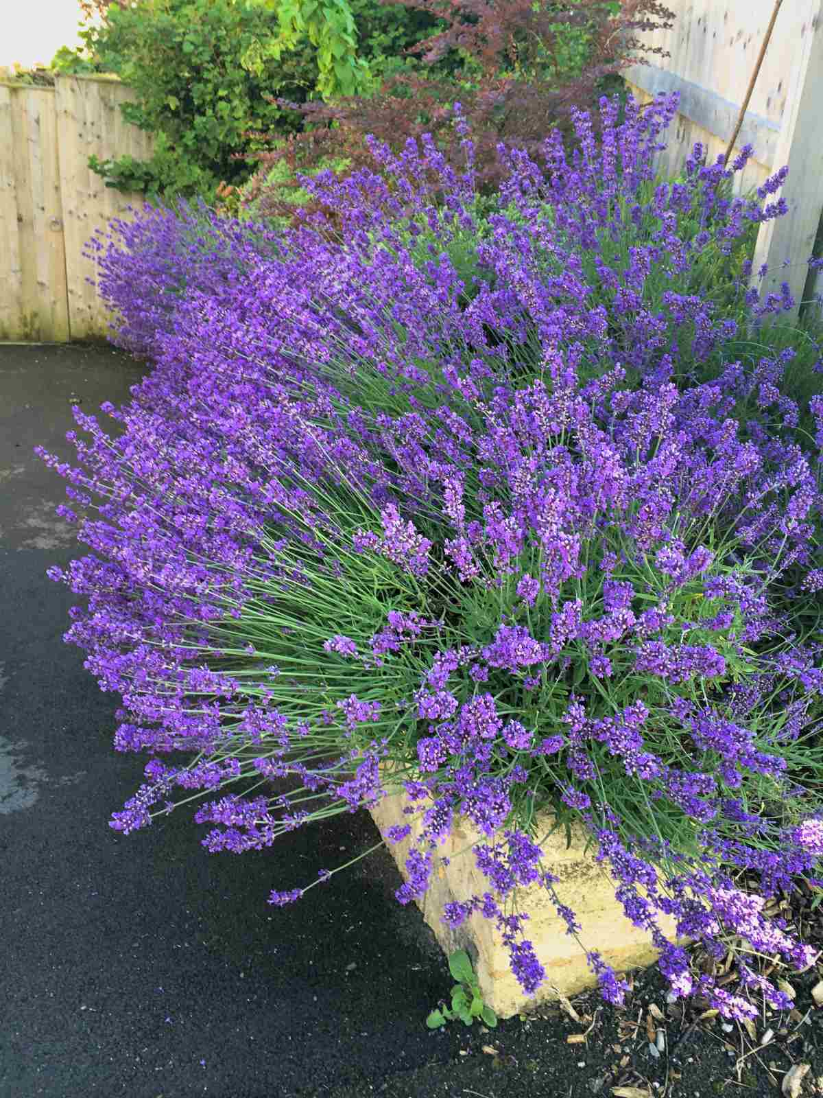 Purple Lavender