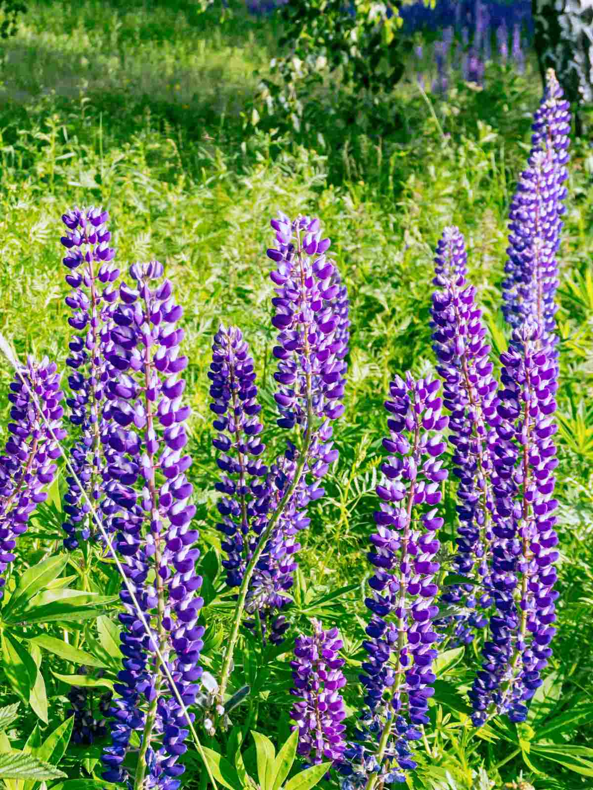 Lupine purple perennial flowers