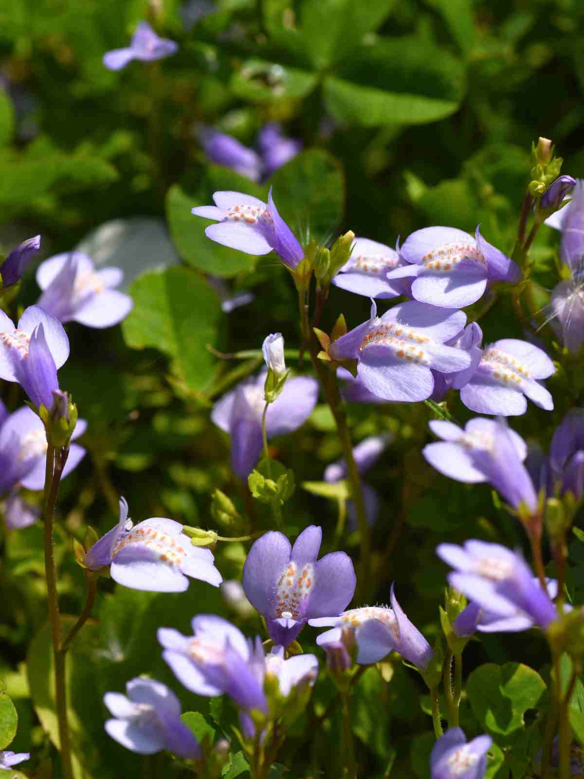 Mazus reptans purple perennial flowers